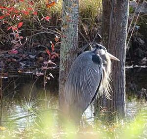 bearded heron