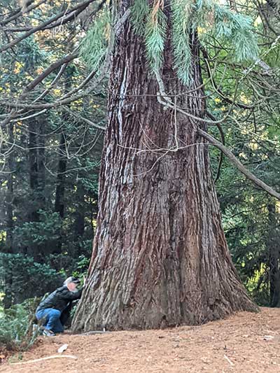 Tree Assessment