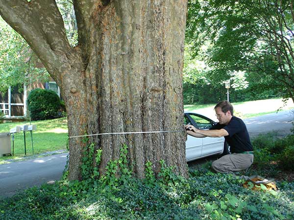 Caliper Tree Measuring