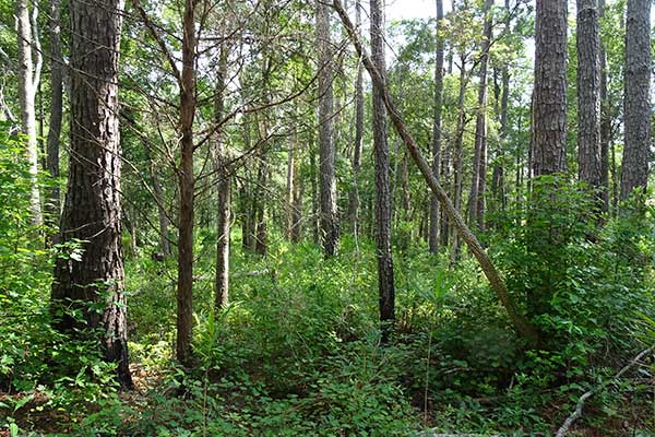 Coastal forest in Camden County, GA.