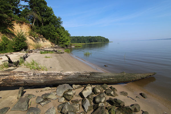 Coastal forest at York River, VA