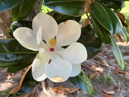 Dillon, South Carolina