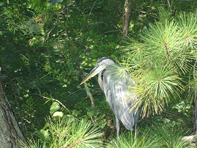 Great Blue Heron