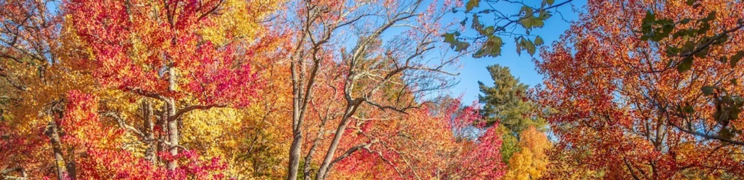 Fall trees in Rhode Island