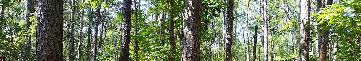 South Carolina Coastal Forests