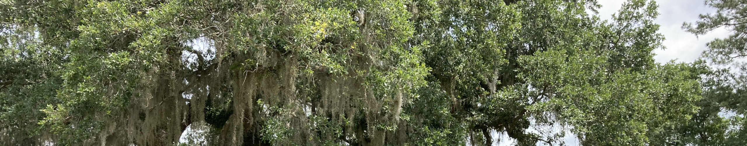 Live oak in South Carolina