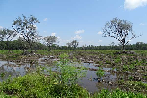 Standing water has impacted these trees.