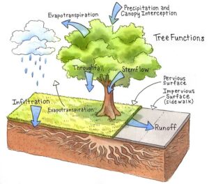 Trees and Stormwater | Green Infrastructure Center, Inc.