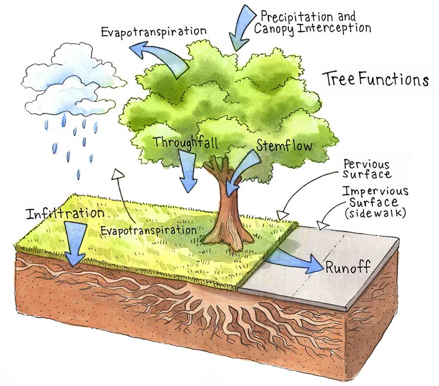 Trees Water Cycle