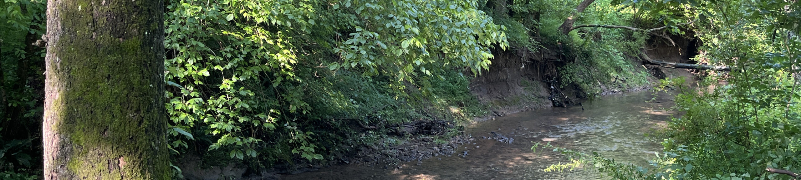Creek in Virginia