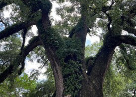 Walterboro, South Carolina