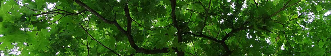 Tree Canopy Assessments