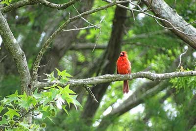 Cardinal