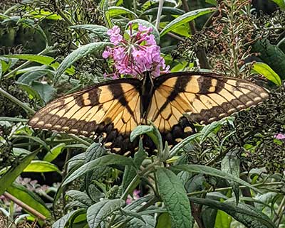 Swallowtail Butterfly