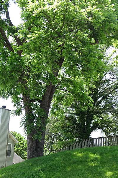 Residential Tree Canopy