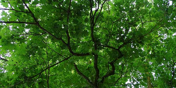 Tree canopy