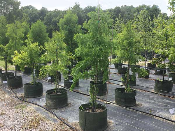 Tree Nursery