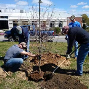 Planting trees